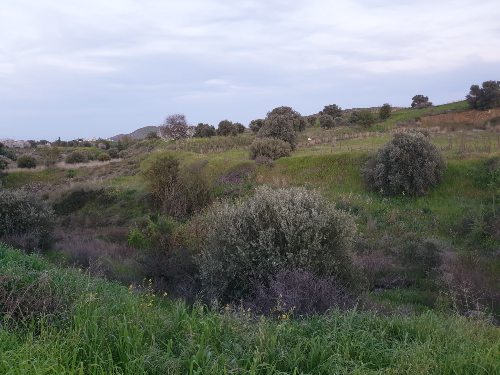 Land for sale in Analiontas