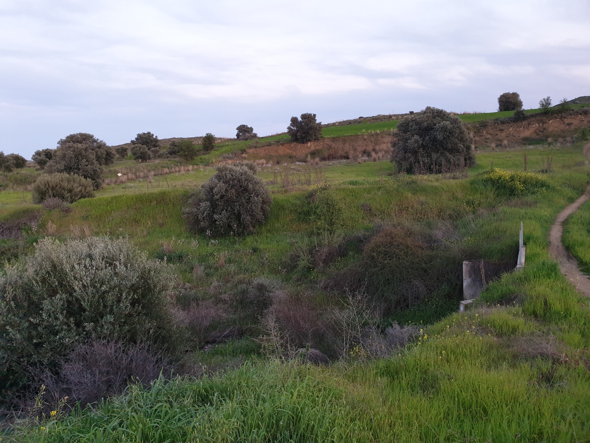 Land for sale in Analiontas
