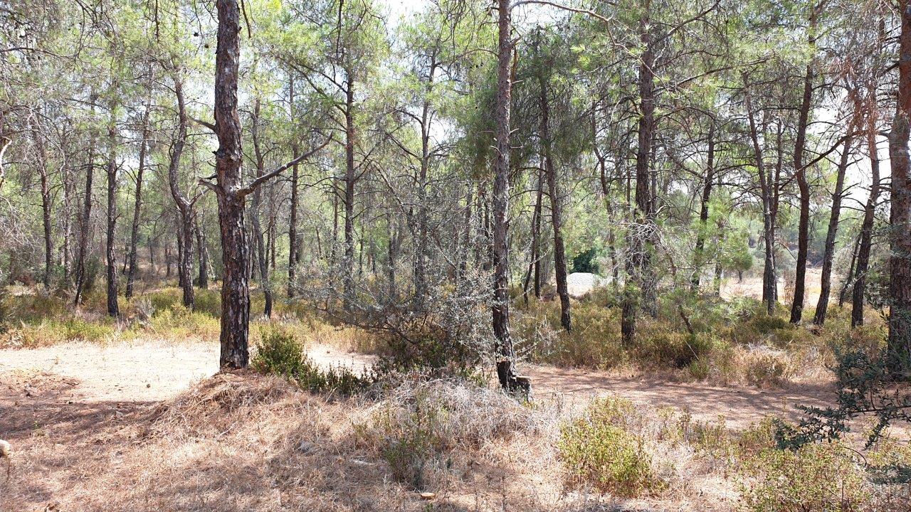 Land for Sale in Kornos- Mixed Use