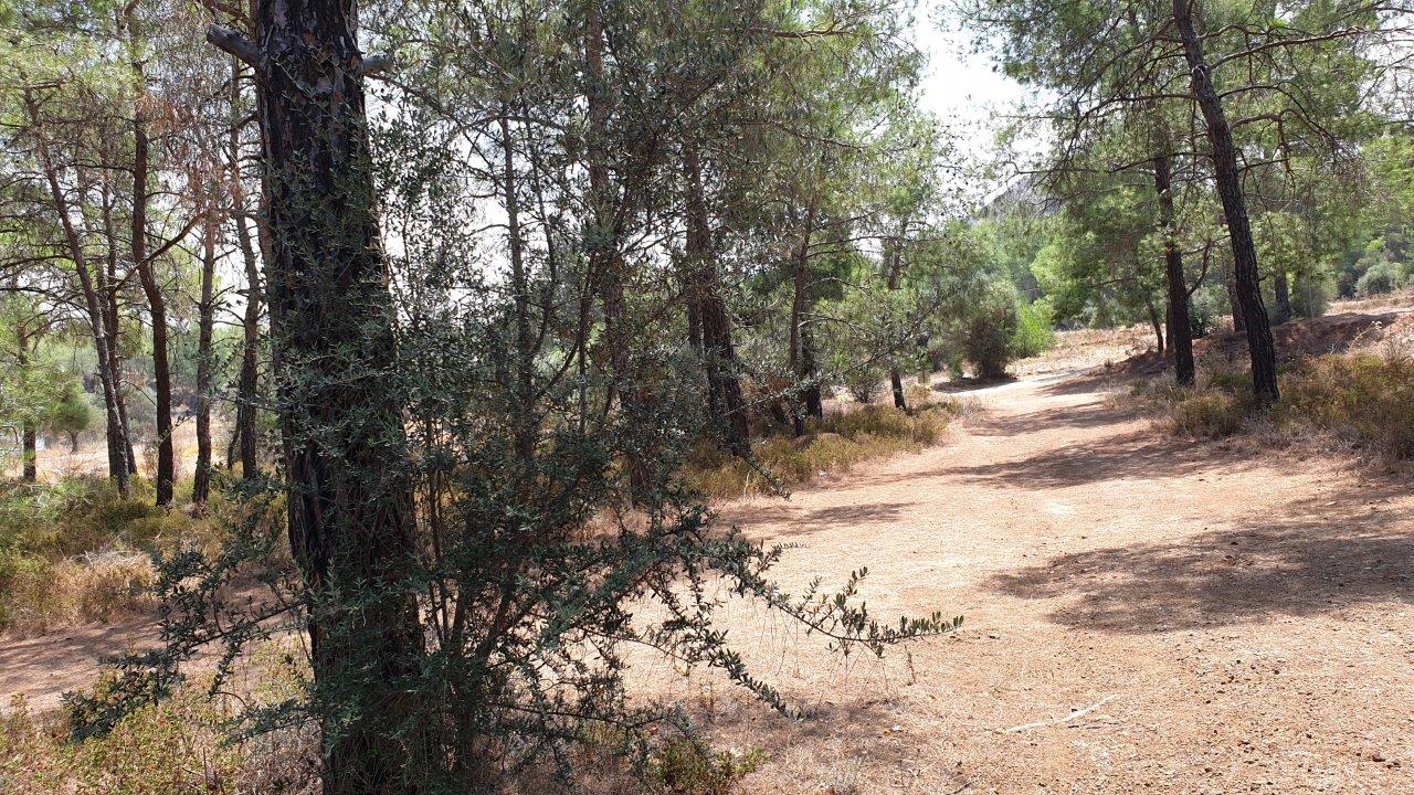 Land for Sale in Kornos- Mixed Use