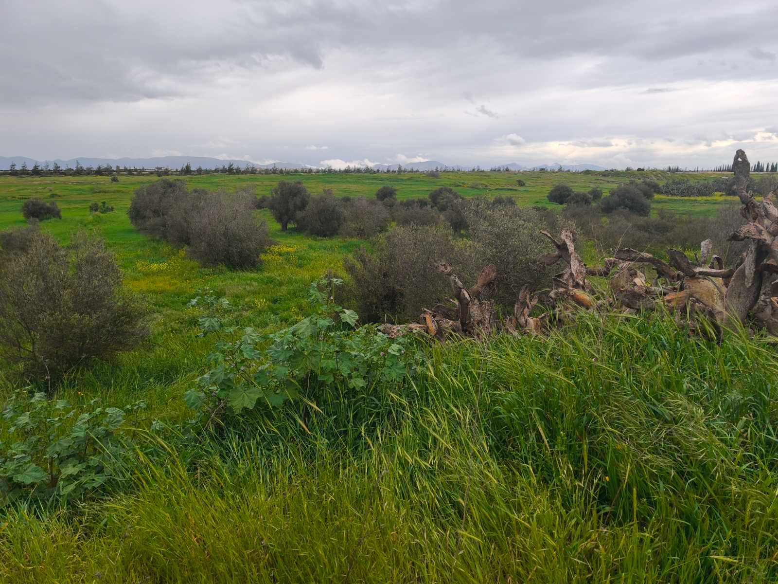 Residential Plot for Sale Kokkinotrimithia, Nicosia