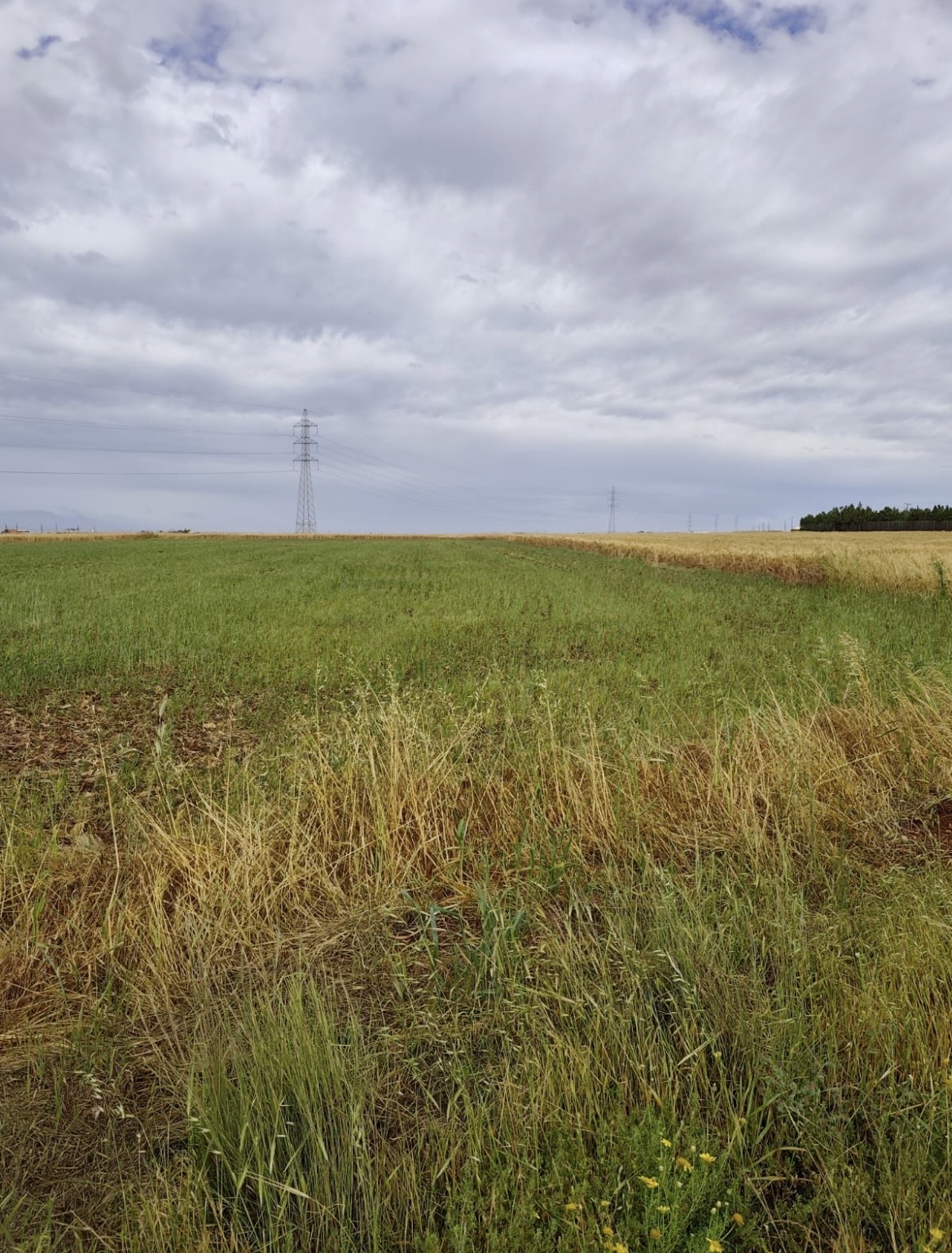 Plot For Sale In Agiοι Trimithias